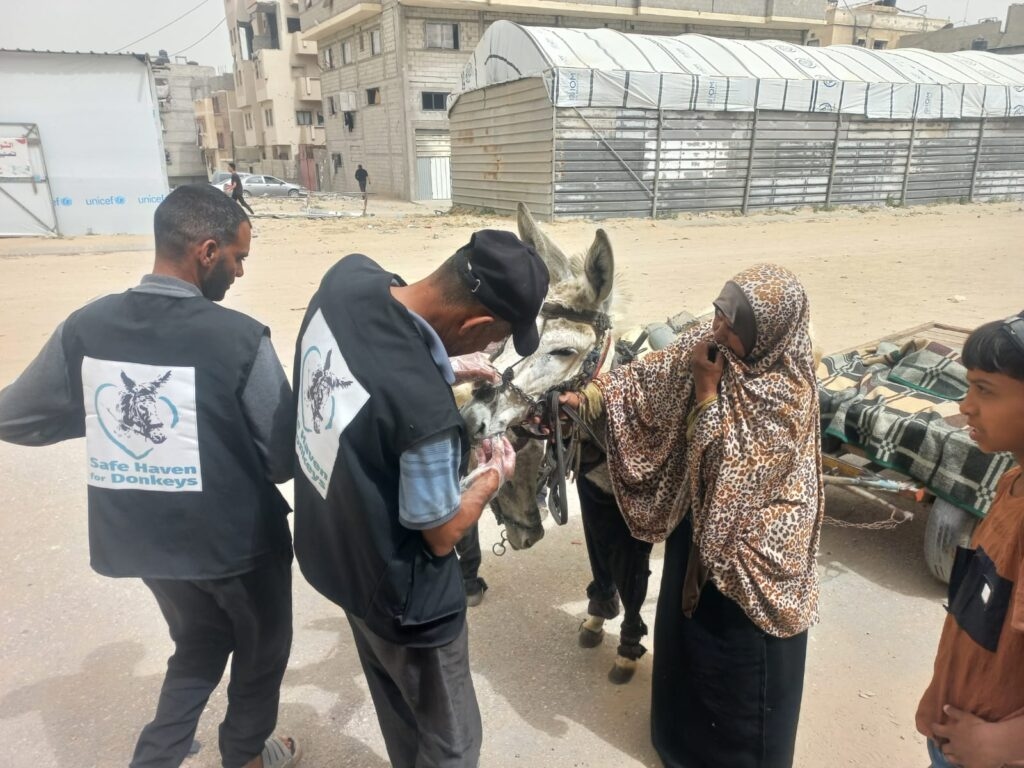 Волонтеры мобильной ветеринарной клиники в Газе за работой. Фото: Safe Haven for Donkeys